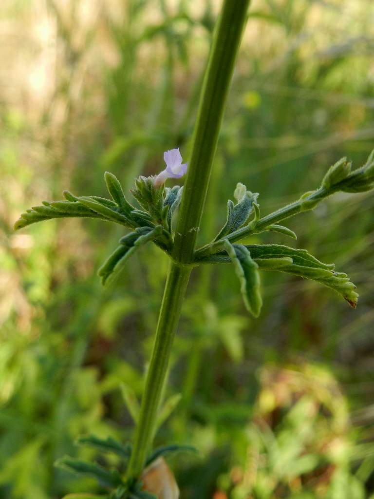 Verbena officinalis / Verbena comune